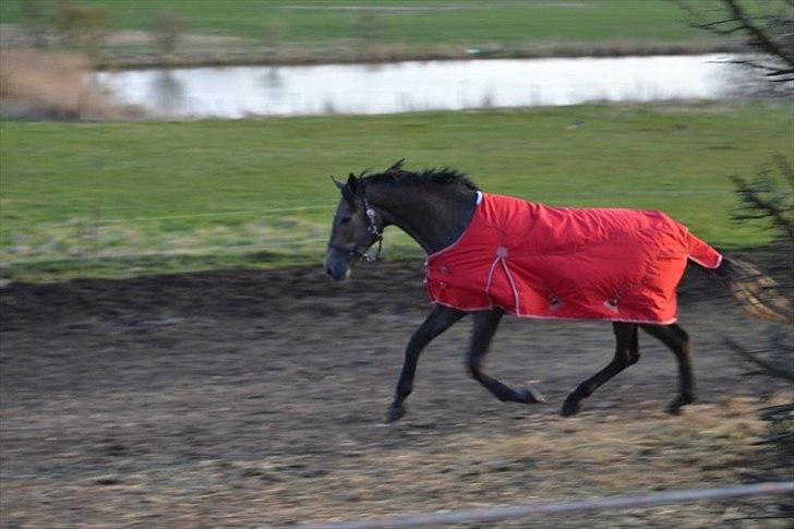 Trakehner Ferrero billede 4