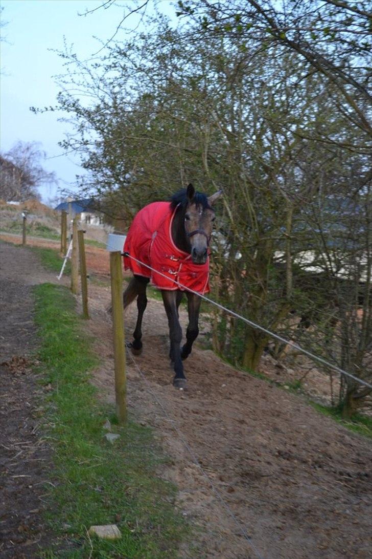Trakehner Ferrero billede 5