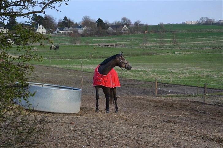 Trakehner Ferrero billede 6