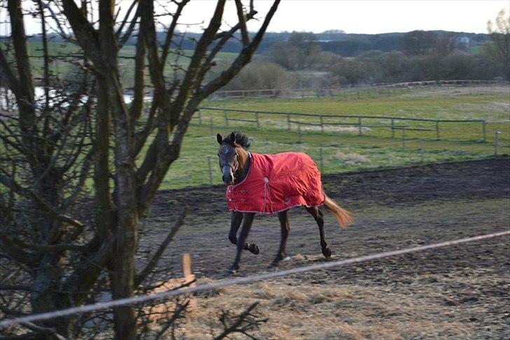 Trakehner Ferrero billede 7
