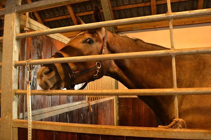 Trakehner Ferrero billede 8