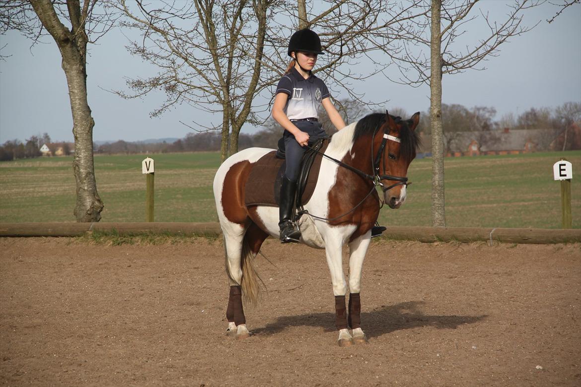 Anden særlig race Pretty<'3 - SOLGT billede 16