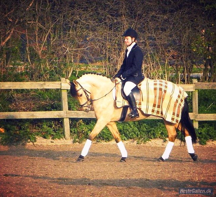 Polsk Ædelt Halvblod Dama (Lady) - Første dressur stævne!:-) billede 16