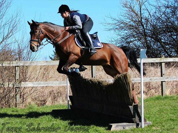 Knabstrupper Petit Af Vilhelmsgård solgt billede 17