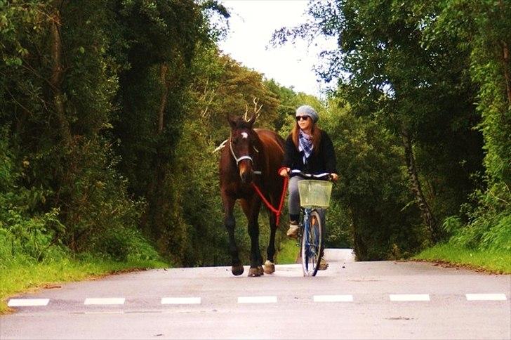 Dansk Varmblod Bjerglunds Sunlight - [d. 29/8 10] På cykeltur, som vi nogengange gør, hehe billede 9