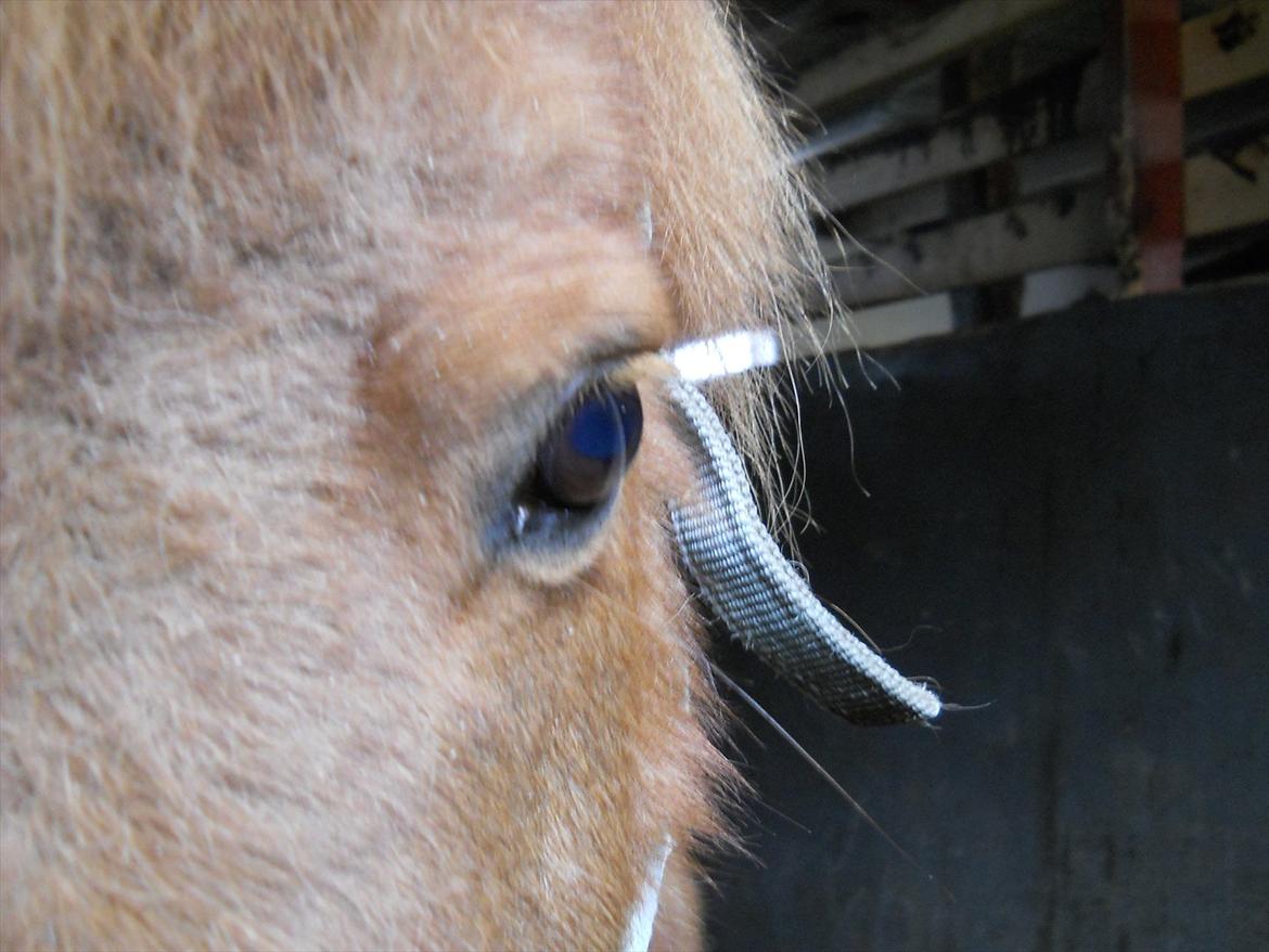 Shetlænder Coda *Troldepus* [Lånes] billede 3