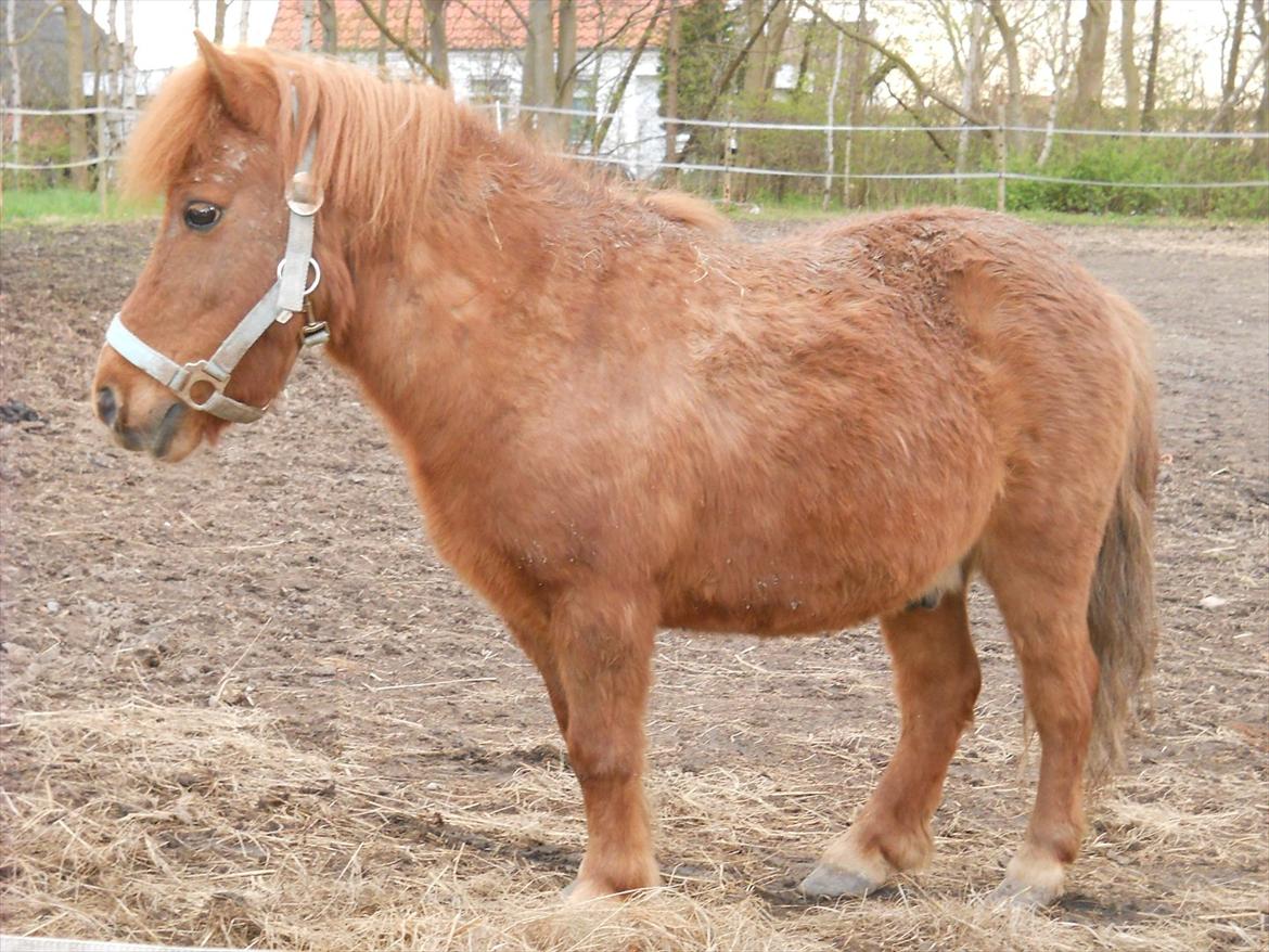 Shetlænder Coda *Troldepus* [Lånes] - elsker ham bare billede 4