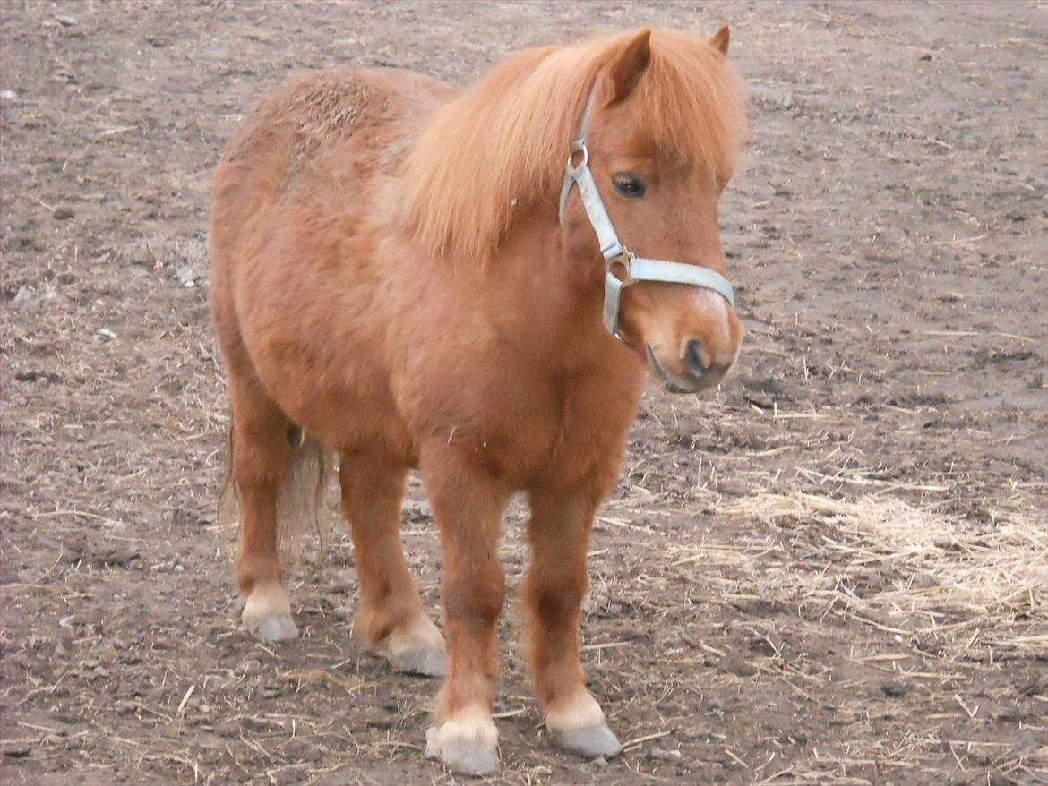 Shetlænder Coda *Troldepus* [Lånes] - så nuttet og dejlig billede 6