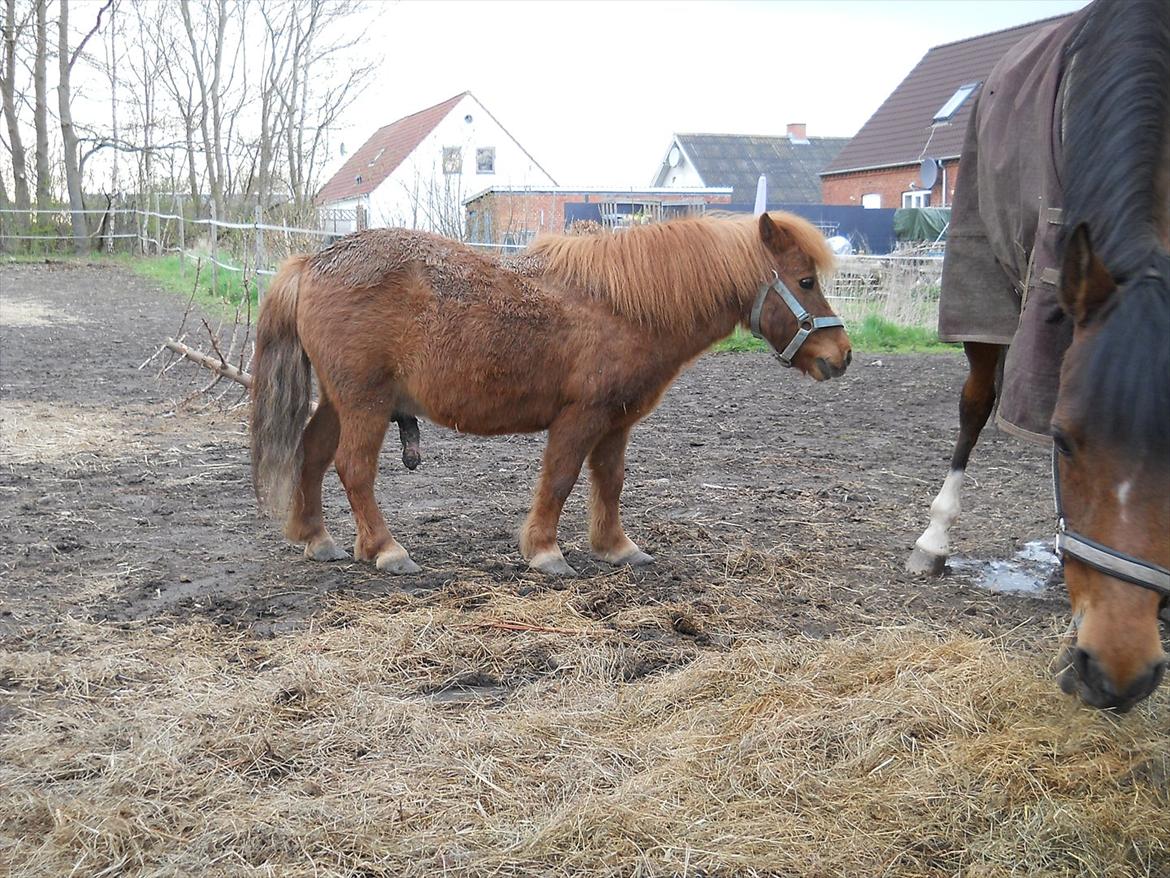 Shetlænder Coda *Troldepus* [Lånes] - She is HOT !

slem pony hun er alt for stor til dig billede 14