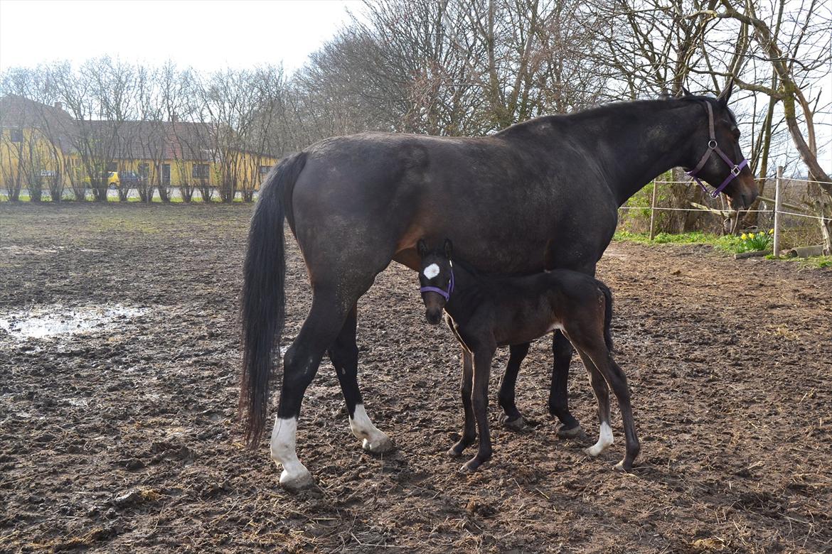 Holstener Loutiana B. [RIP] - Velkommen til Loutiana's profil ;D
- I er meget velkommene til at ligge en bedømmelse samt en kommentar (: billede 1