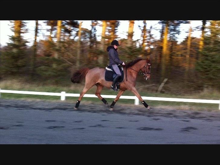 Anden særlig race Ricardo - Solgt - Fritrav ;) billede 18