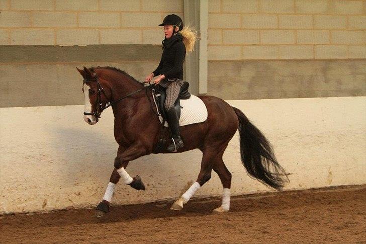 DSP Bæklunds Cecchetti (Solgt) billede 5