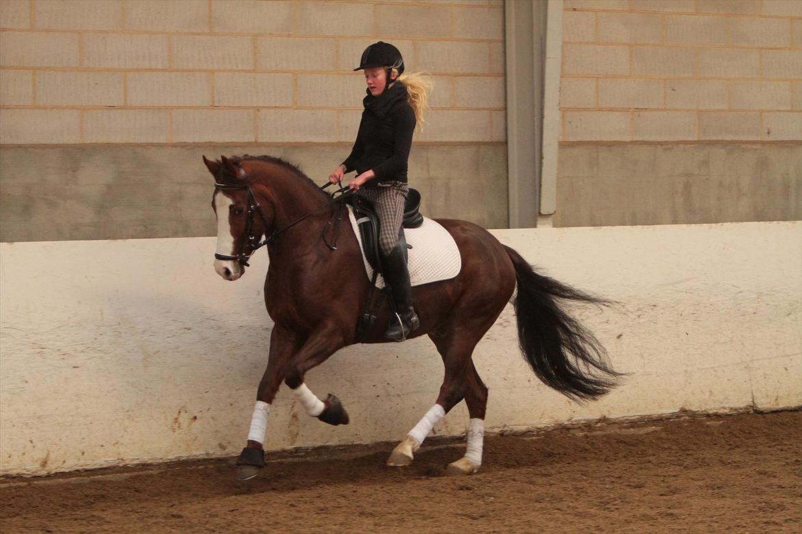 DSP Bæklunds Cecchetti (Solgt) billede 11