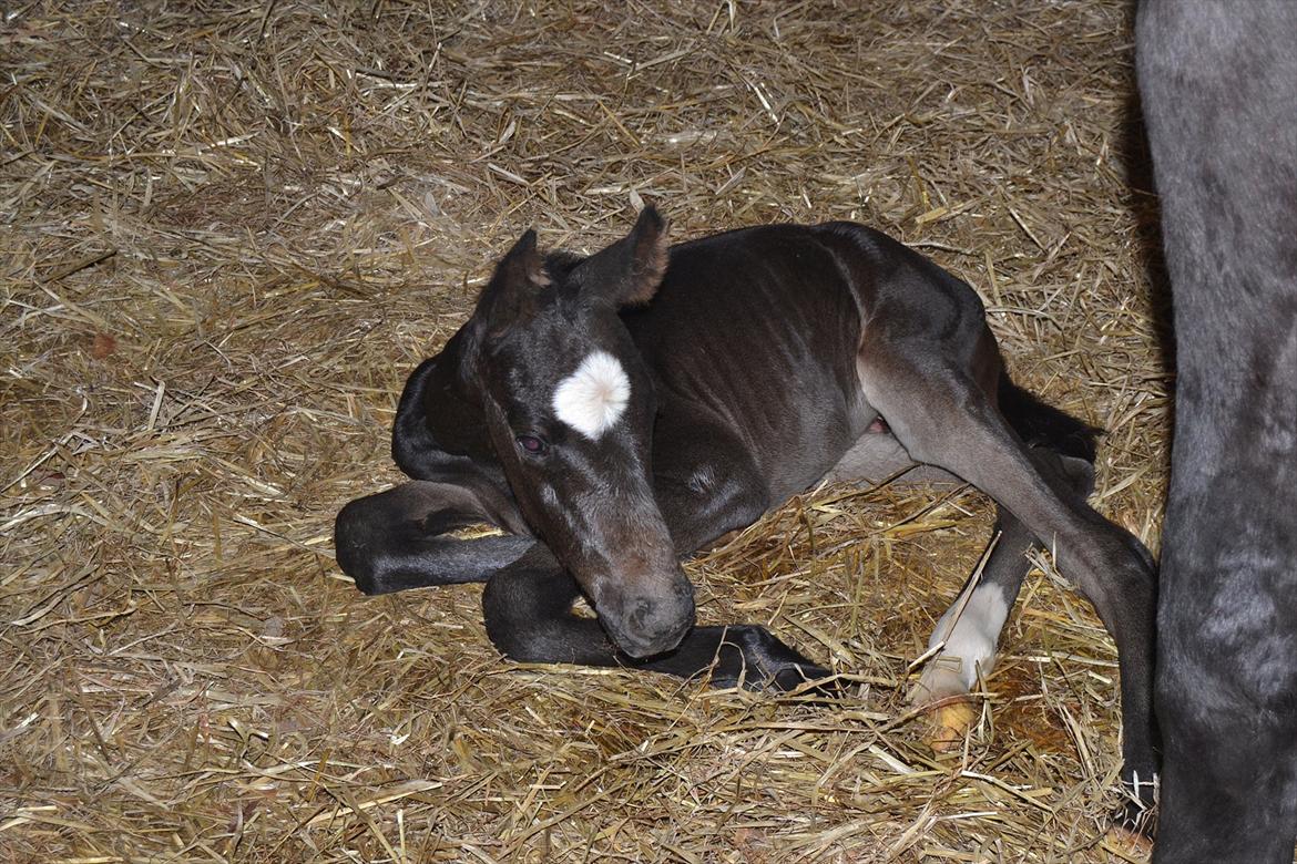 Holstener Loutiana B. [RIP] - Her er Loutana 0 dage gammel (: billede 19