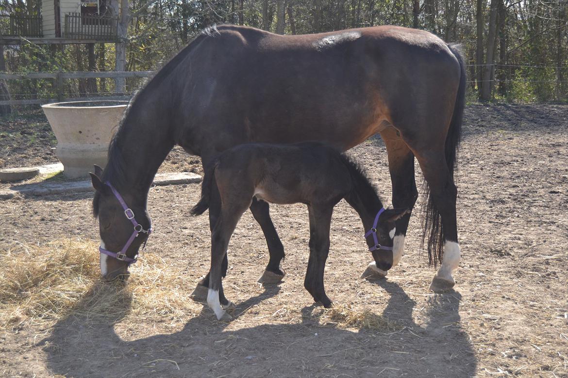 Holstener Loutiana B. [RIP] - Mor & datter (:
Egevangens Loutana F 1 månede. billede 20