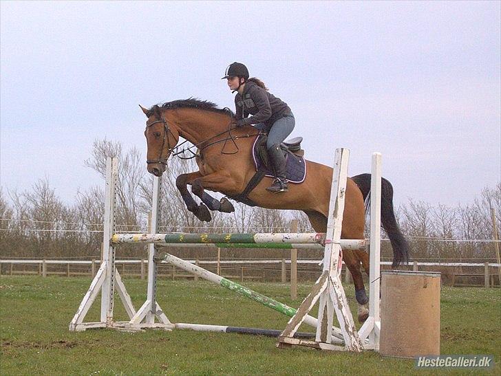 Dansk Varmblod Futura Light billede 17