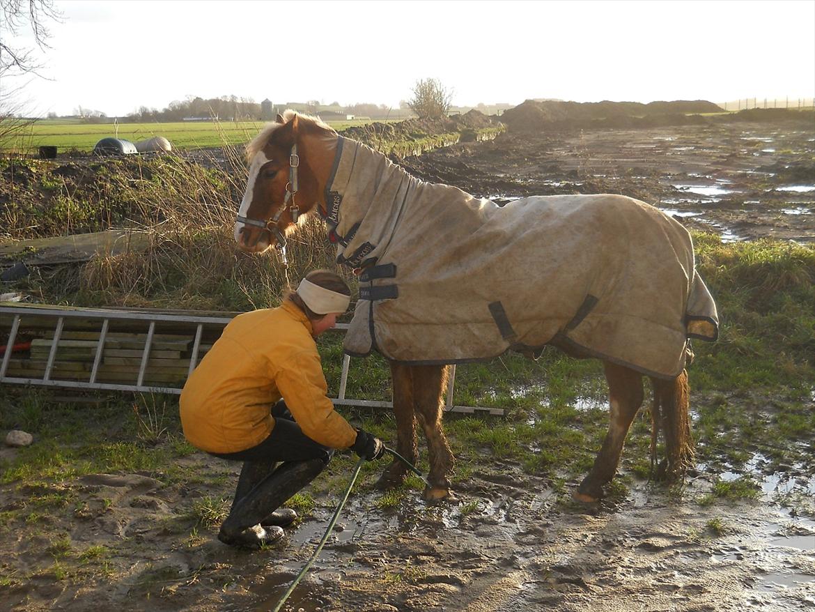 Hollandsk Sportspony /welsh Scooby doo *savnet* - ad det vådt jeg gider ikke have vasked hove  billede 16