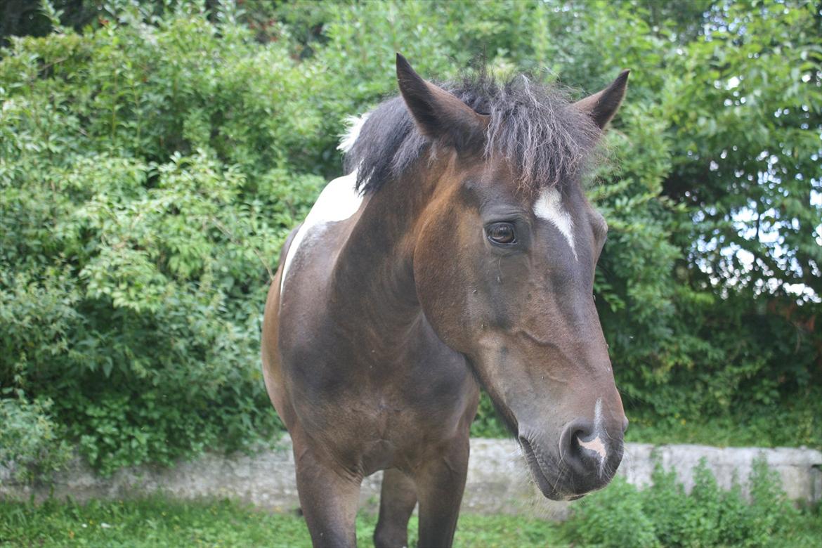 Anden særlig race Django - <3 billede 3