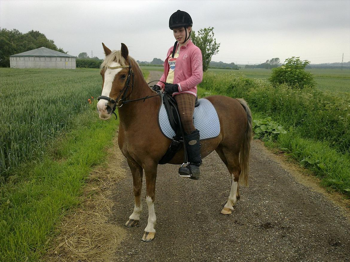 Hollandsk Sportspony /welsh Scooby doo *savnet* - flabede lille pony 

kig på underlæben billede 9