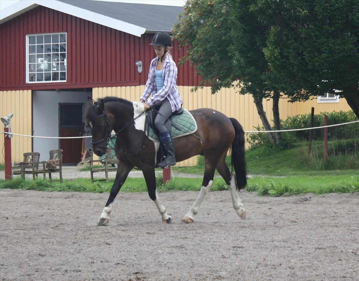 Anden særlig race Django - <3 billede 26