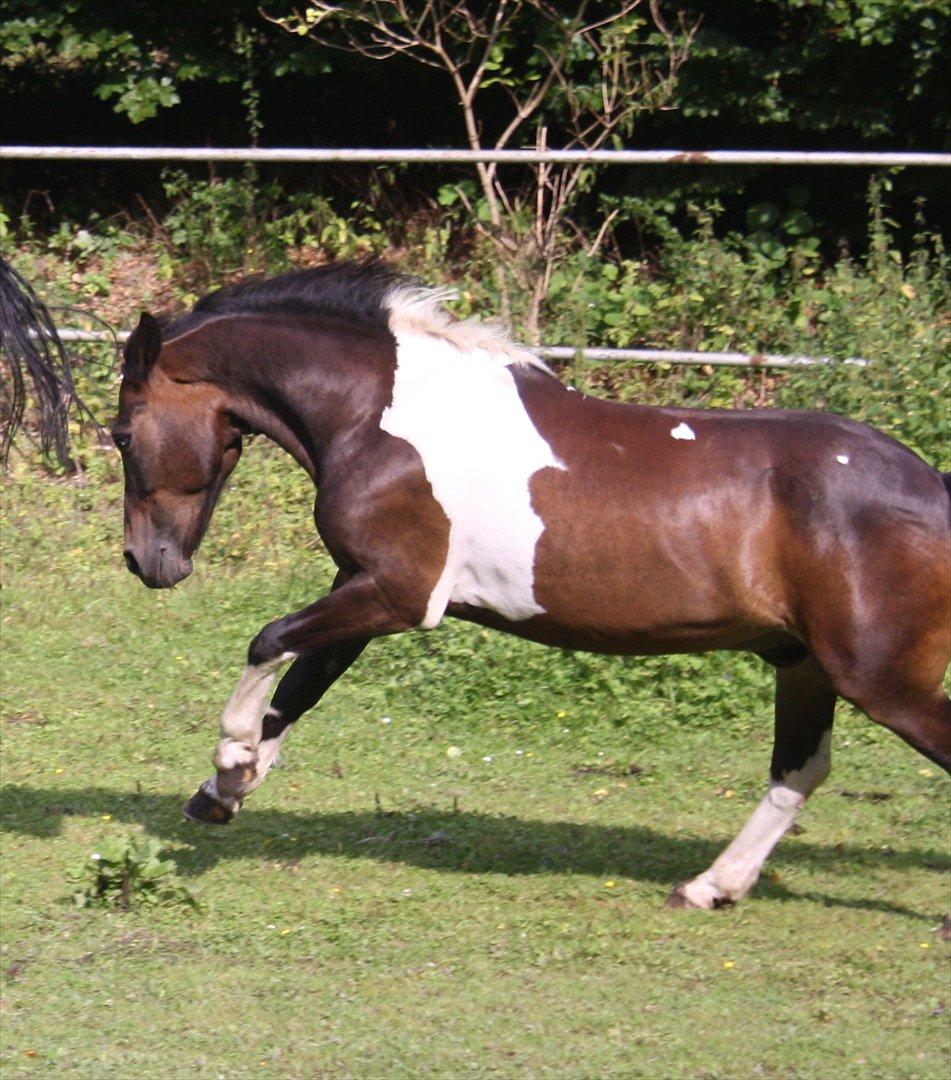 Anden særlig race Django - skat billede 12