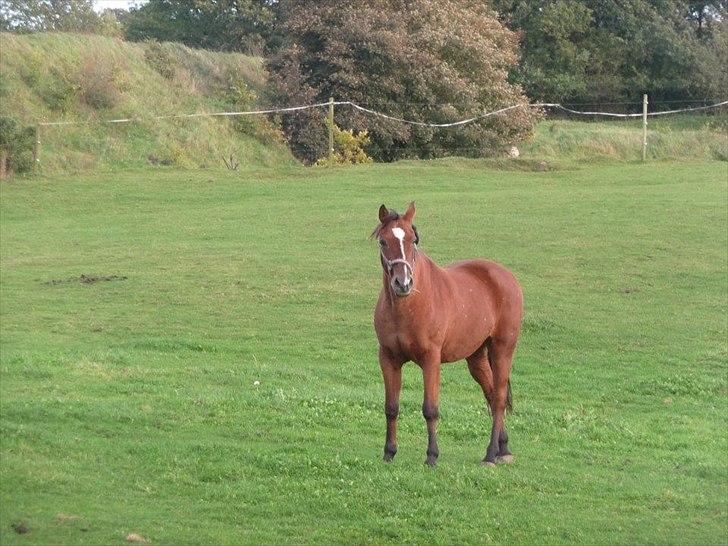 Anden særlig race kashmir billede 3