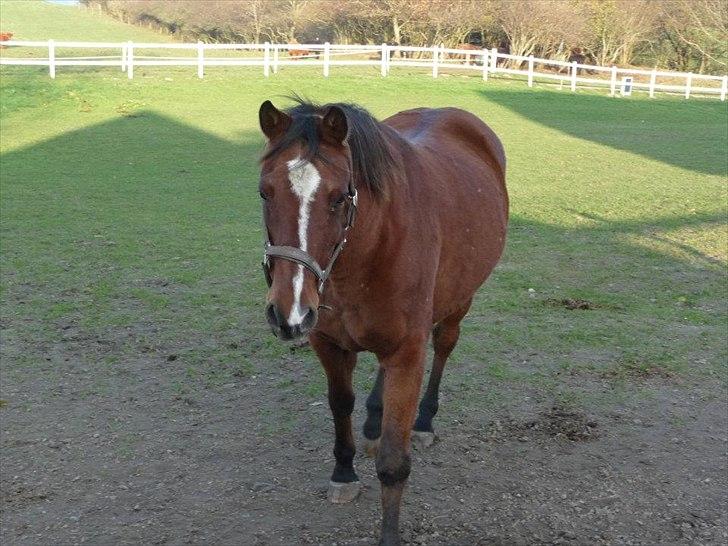 Anden særlig race kashmir billede 4