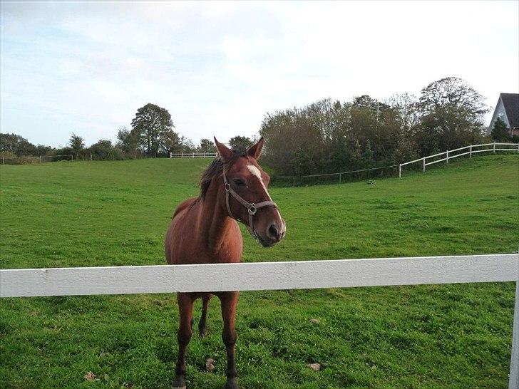 Anden særlig race kashmir billede 2