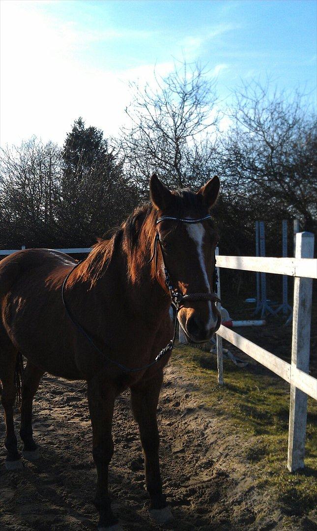 Anden særlig race kashmir billede 1
