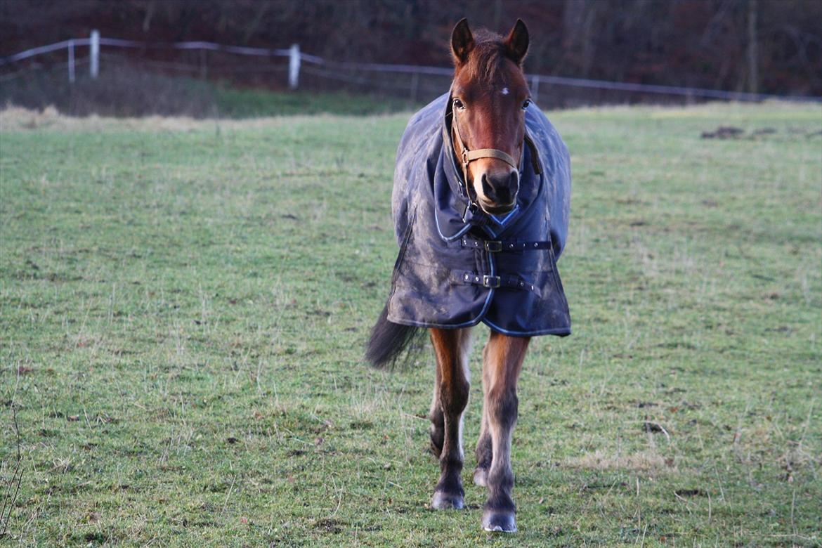 Anden særlig race Prins Kashmir • passer:-* billede 9