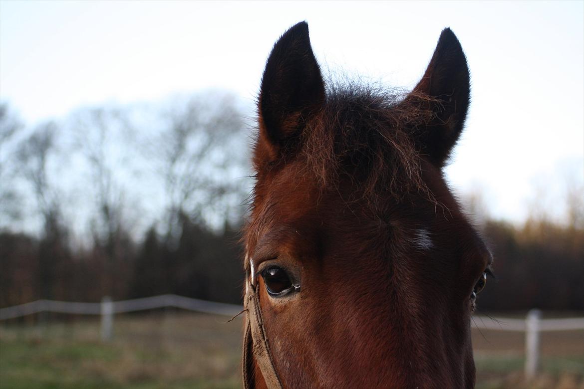 Anden særlig race Prins Kashmir • passer:-* billede 16
