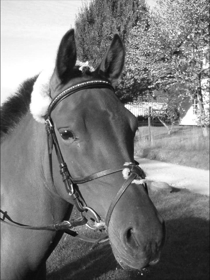 Anden særlig race Prins Kashmir • passer:-* - Tak for kigget :-) billede 20