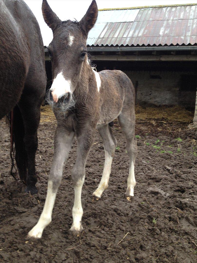 Anden særlig race Miracle Diamond billede 1