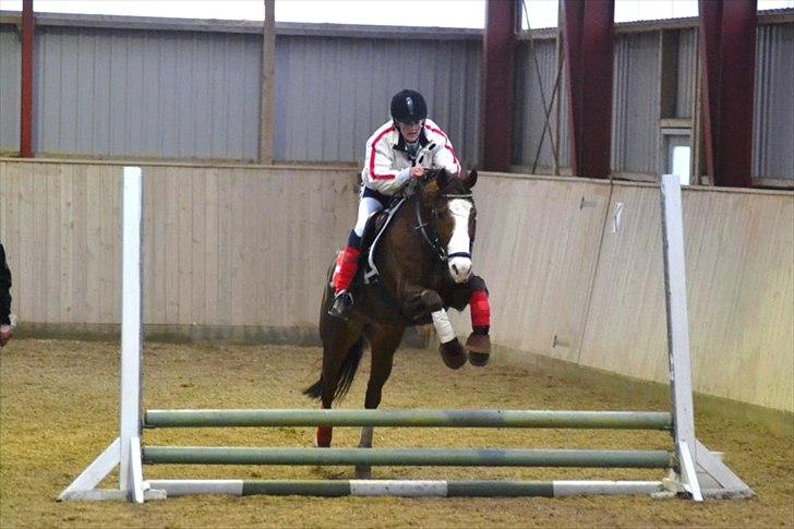 DSP Bæklunds Cecchetti (Solgt) billede 16