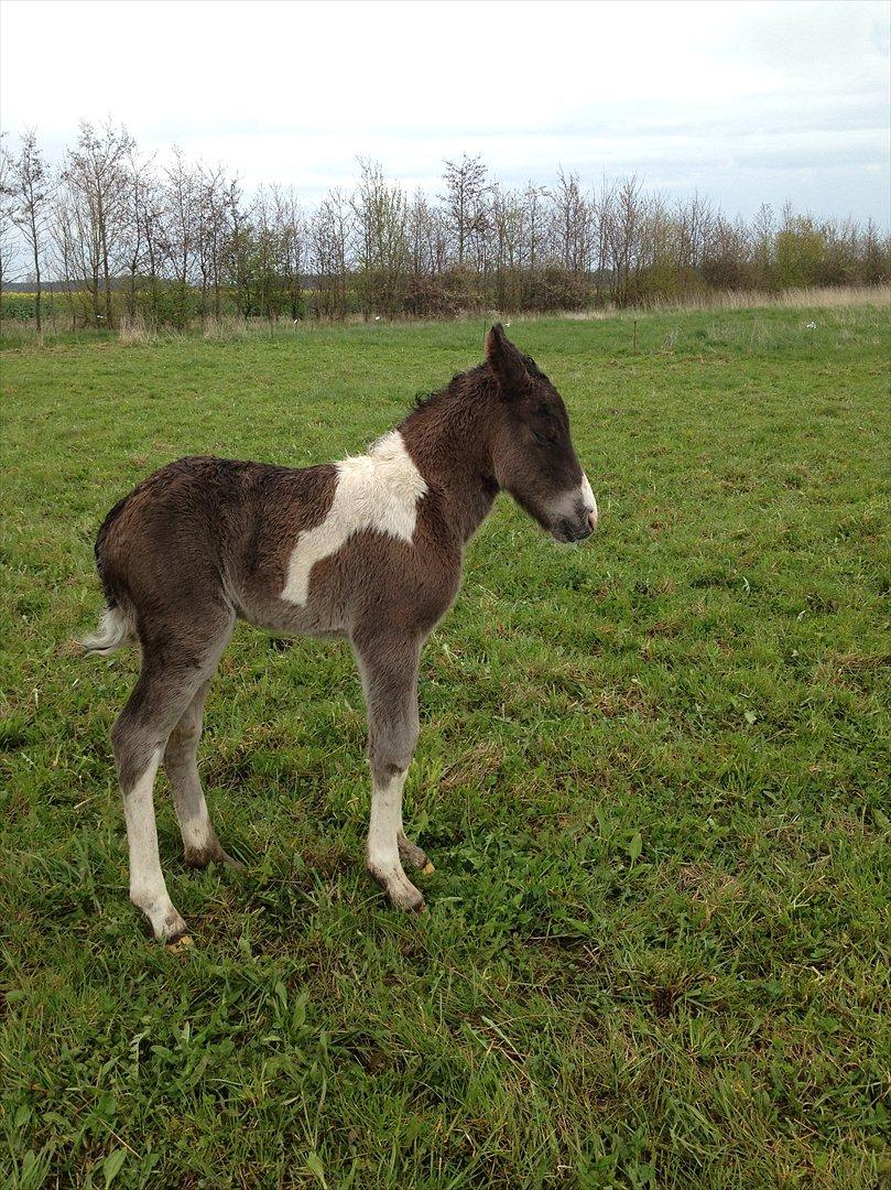 Anden særlig race Miracle Diamond billede 2