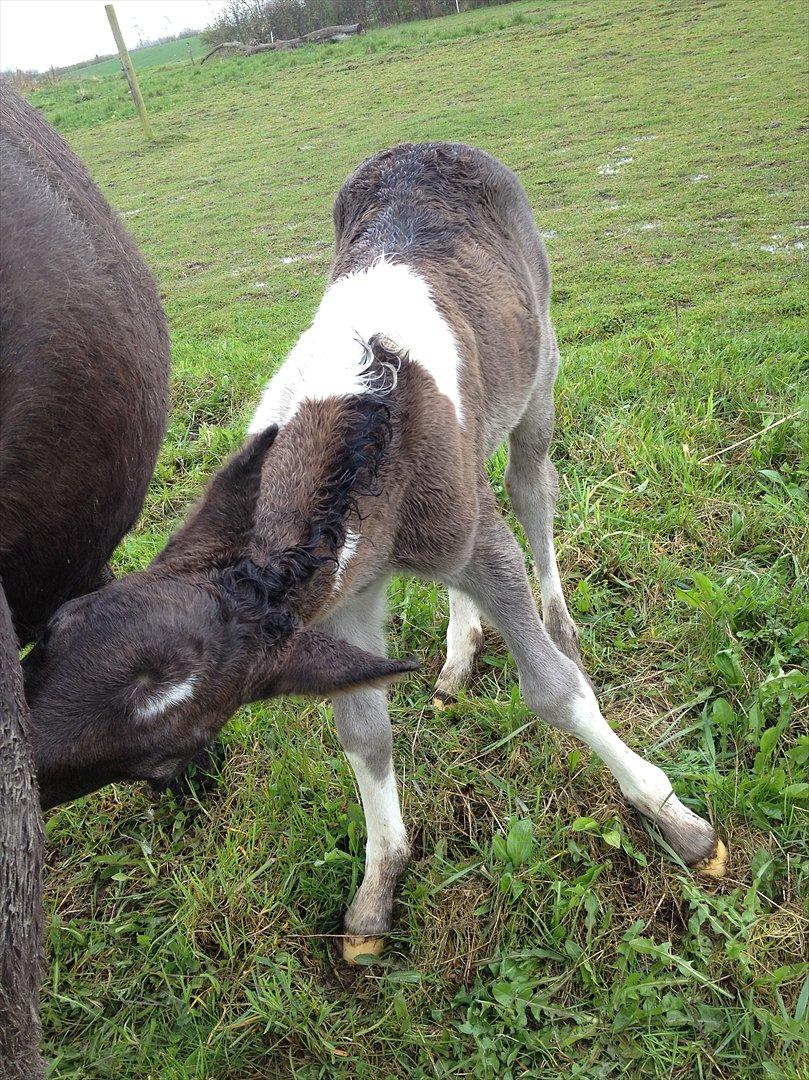 Anden særlig race Miracle Diamond billede 4