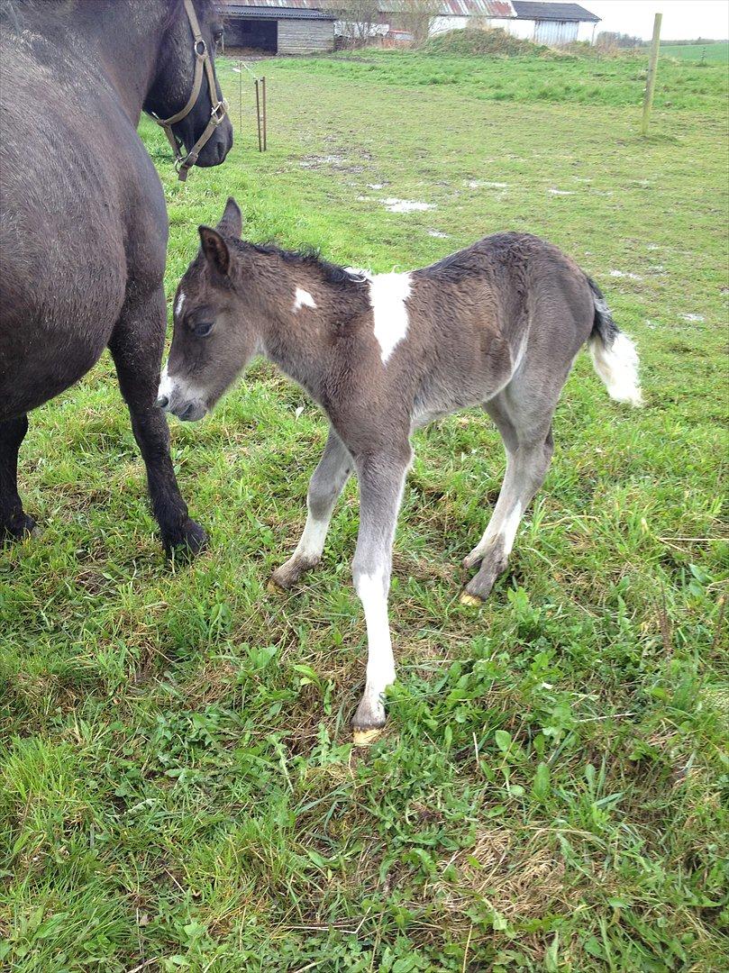 Anden særlig race Miracle Diamond billede 5