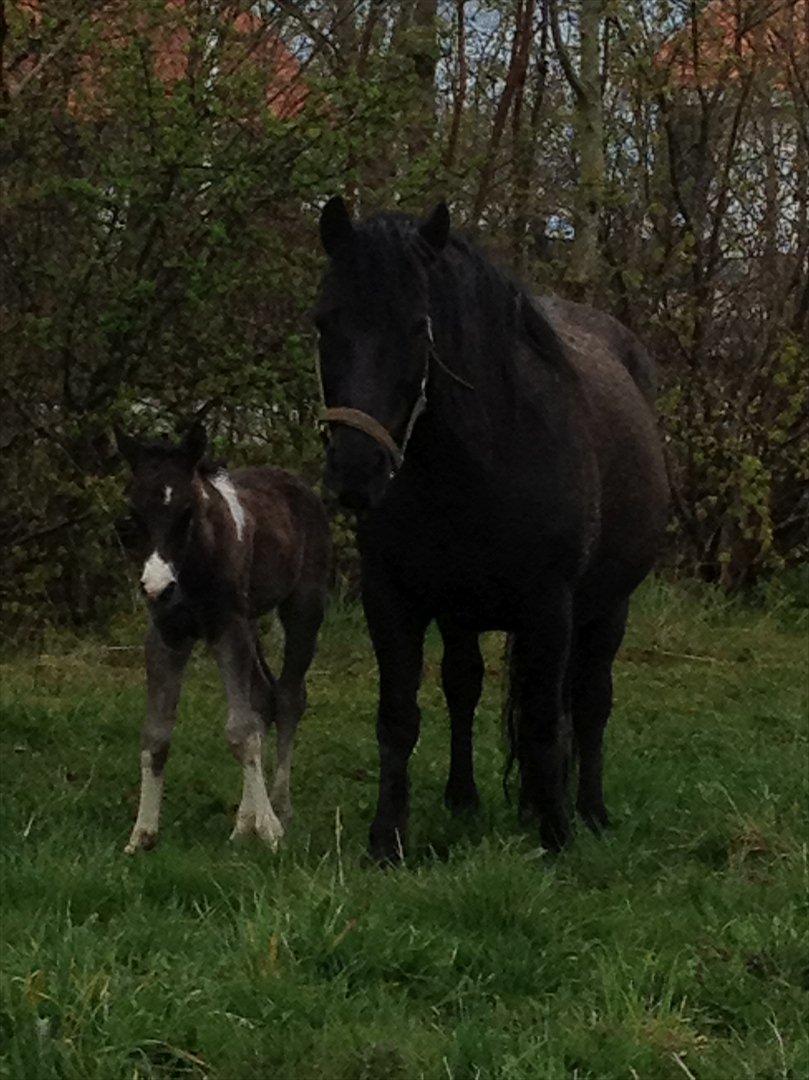 Anden særlig race Miracle Diamond billede 6