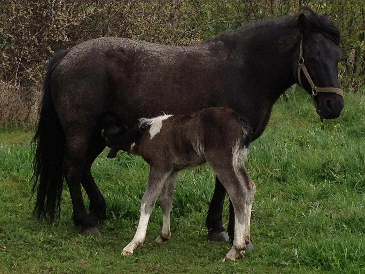 Anden særlig race Miracle Diamond billede 7