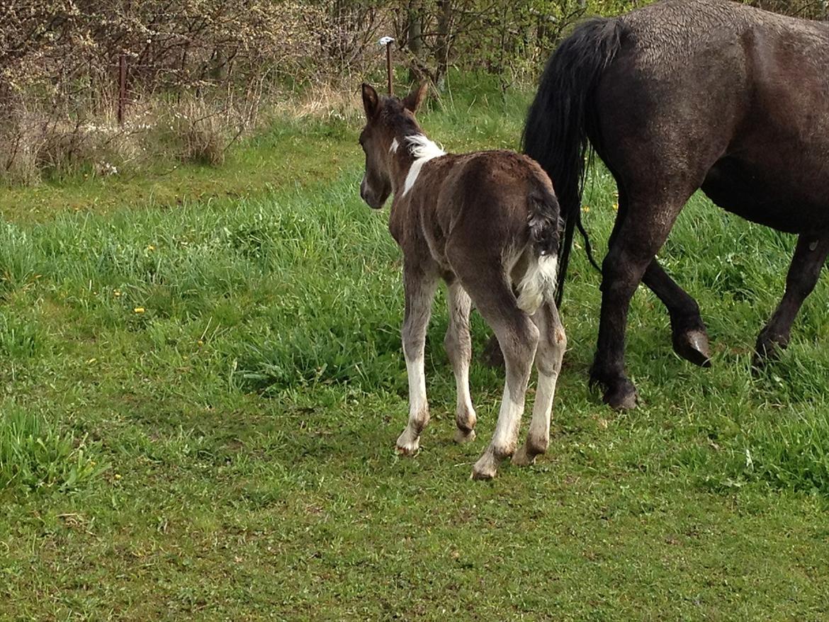 Anden særlig race Miracle Diamond billede 8