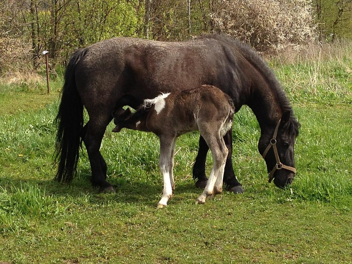 Anden særlig race Miracle Diamond billede 9