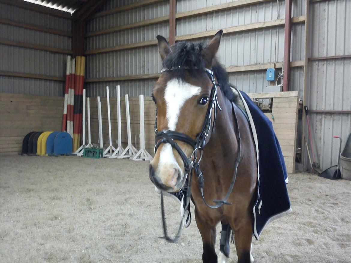 Welsh Pony (sec B) Bjerregårds Mekado billede 9