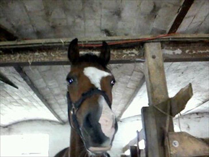 Welsh Pony (sec B) Bjerregårds Mekado billede 10