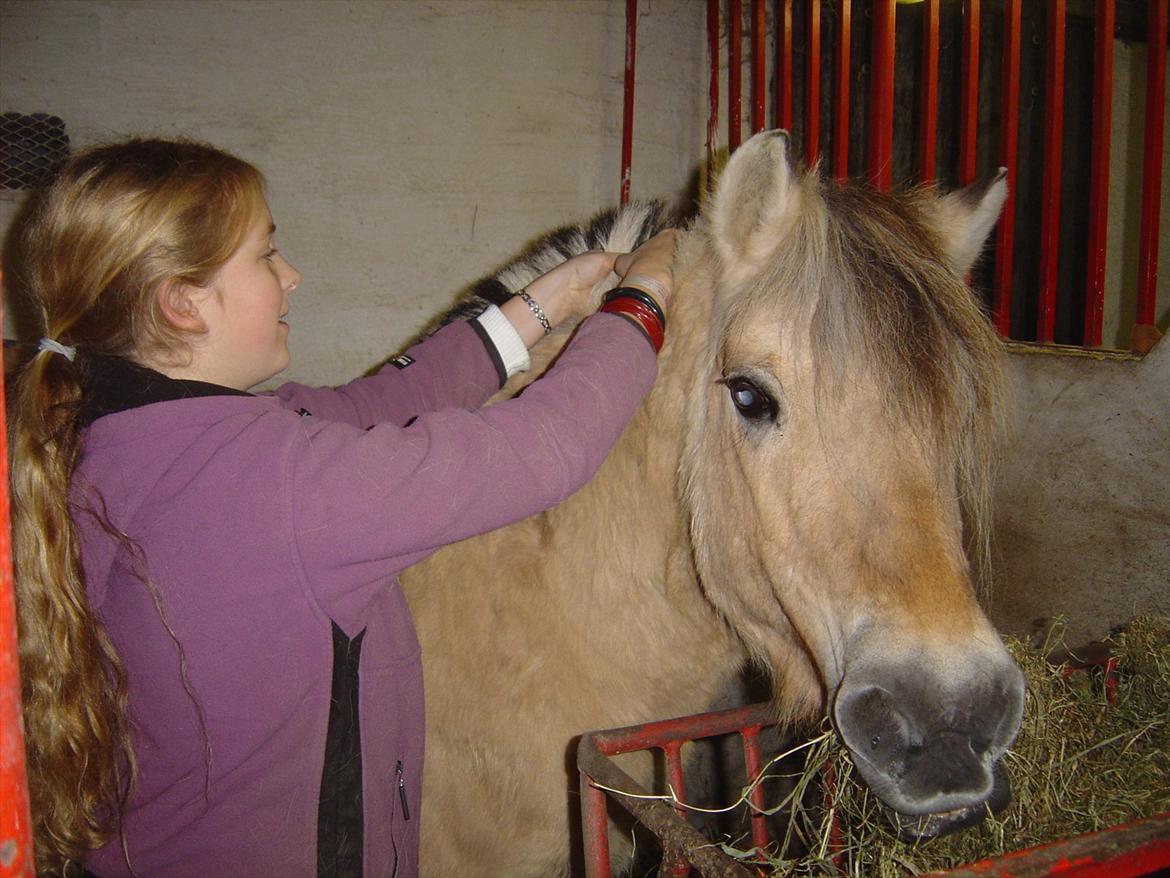 Fjordhest BINE R.I.P. - 18. Hygge i den gamle boks :) billede 18
