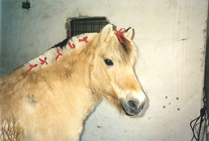 Fjordhest BINE R.I.P. - 20. Skønne vinterpjuskede Bine i den gamle boks inden julestævne i 2002 <3 billede 20
