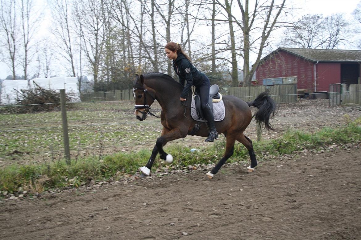 Belgisk Sportspony Valentin - stort spring i galop ;-) billede 11