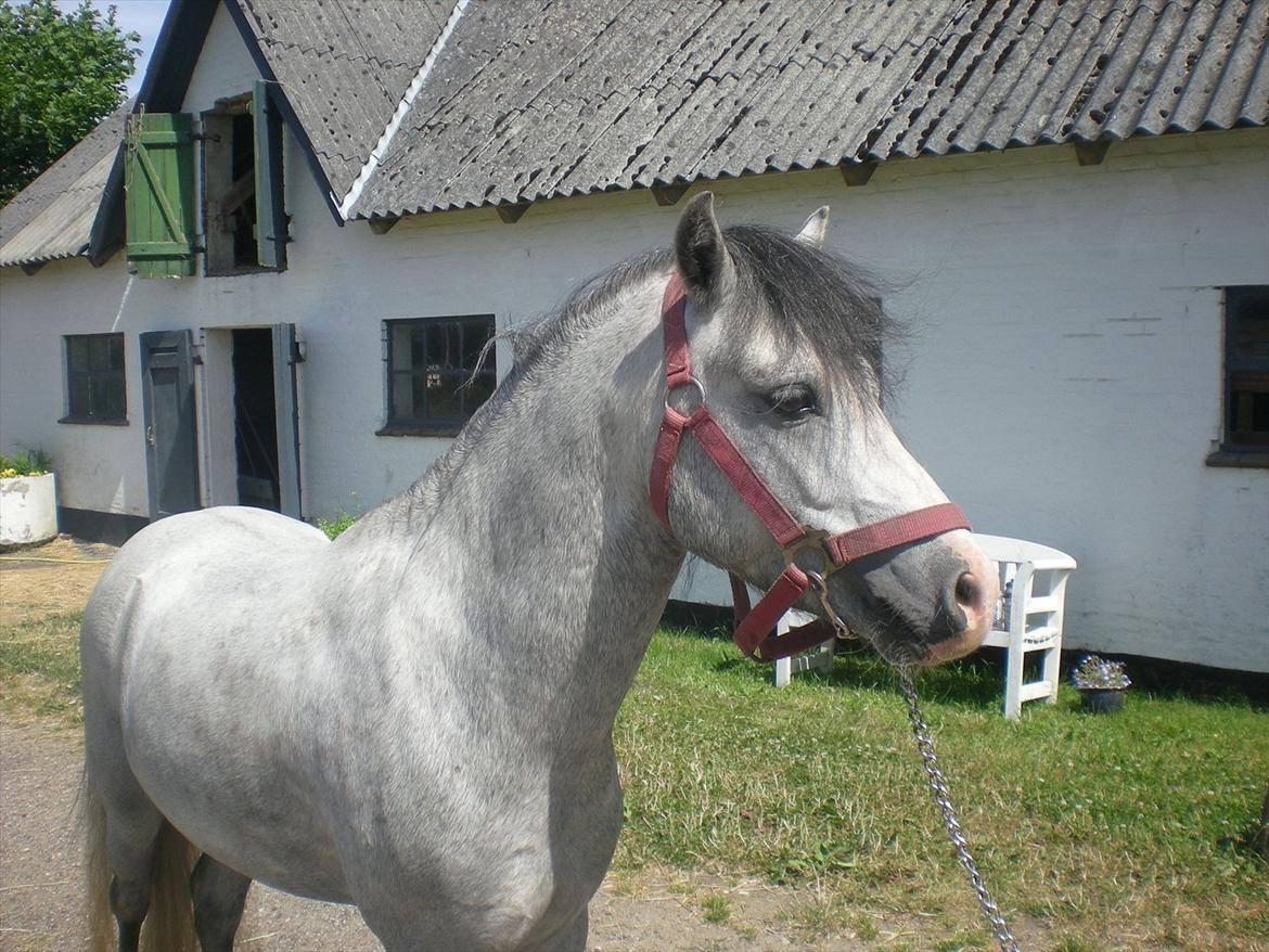 Welsh Mountain (sec A) Møllegydens Kaiser *SOLGT* - Smuk,smukkere,Kaiser billede 11