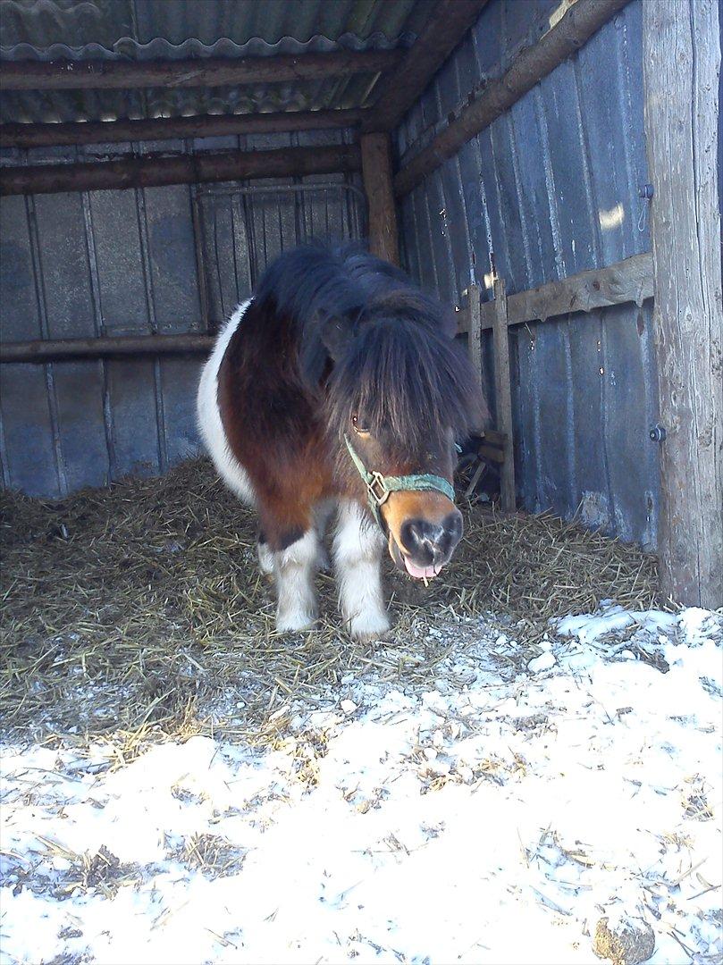 Shetlænder Max - 18/ Vinter 2011/12 <3 billede 17