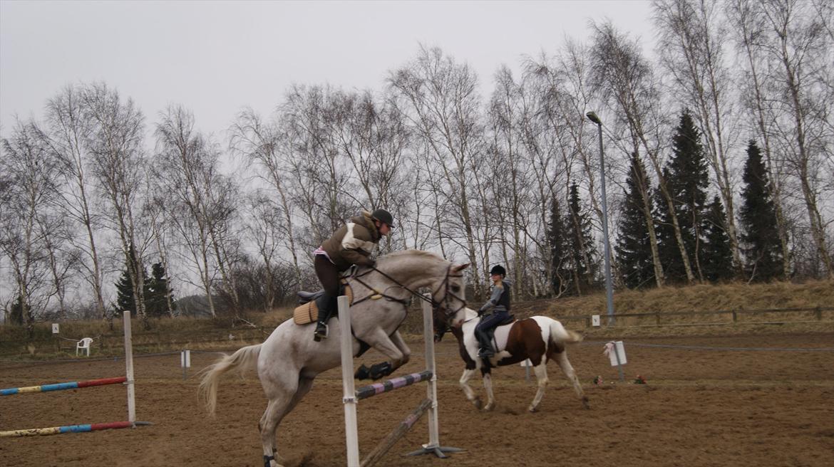 Anden særlig race Timon *min baby hest :D * - træninig :p billede 7