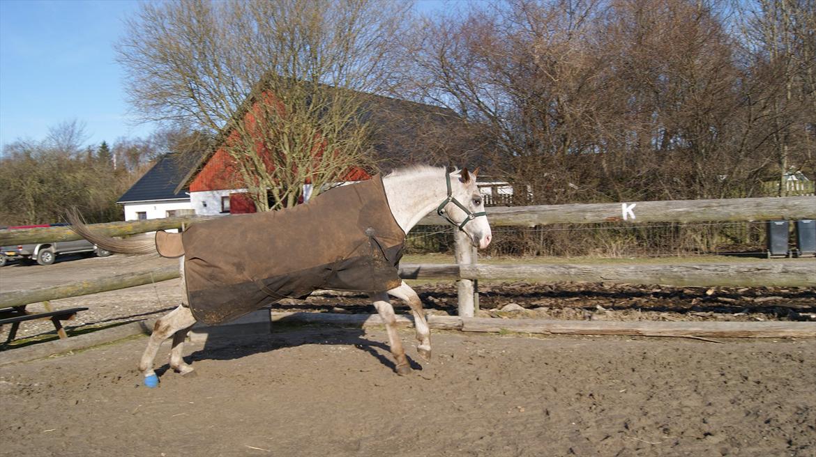 Anden særlig race Timon *min baby hest :D * - leg på banen :D billede 8